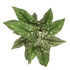 Sonoma Goods For Life® Greenery In Terracotta Pot -Sonoma Goods For Life Shop 5897083 ALT2