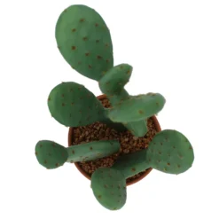 Sonoma Goods For Life® Prickly Pear Cactus In Terracotta Pot -Sonoma Goods For Life Shop 5902775 ALT2