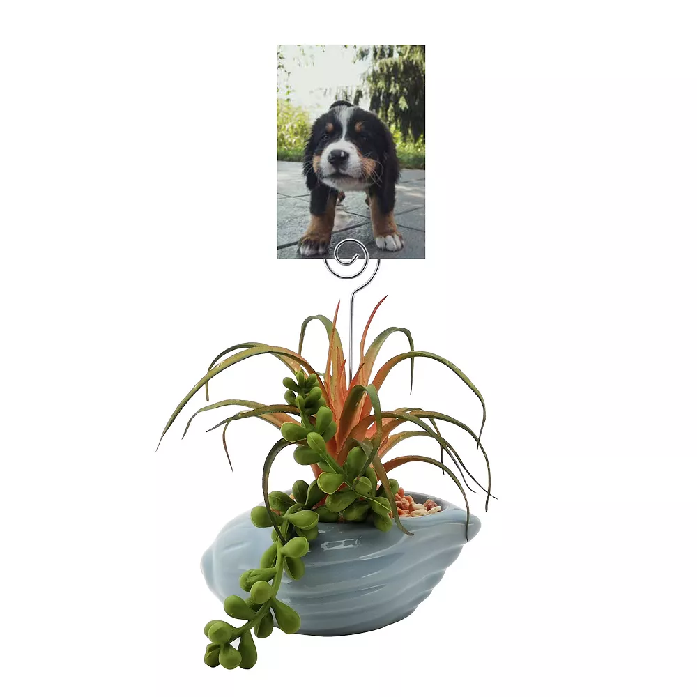 Sonoma Goods For Life® Succulent Artificial Greenery Photo Clip Sonoma Goods For Life® Succulent Artificial Greenery Photo Clip -Sonoma Goods For Life Shop 5903701 ALT2