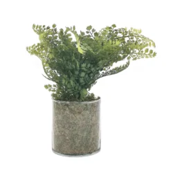 Sonoma Goods For Life® Artificial Fern In Glass Pot -Sonoma Goods For Life Shop 5904746 ALT2